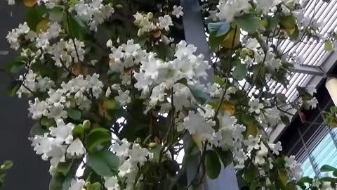 Beaumontia Grandiflora Vine, Fragrant Easter Lily, Evergreen Heralds Trumpet, Garden Flowers