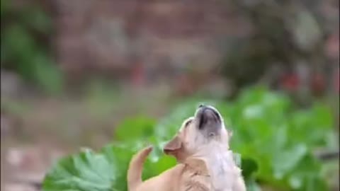 Cutest baby dog, Satisying 😹 Funny Animals videos #shorts