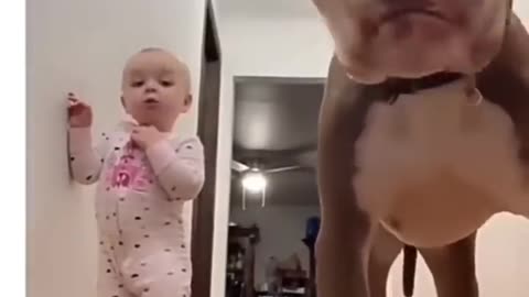 Your daily dose of funny cute dogs #relaxmydog #funny #dogs #funnydogs #compilation.mp4