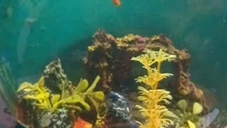 glass tube aquarium