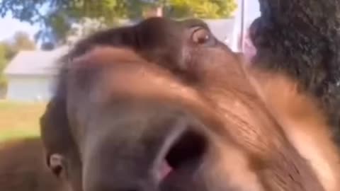 Very best funny Animals video for watching