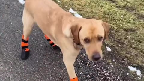 Dog telepathy. Sibling orange tabby dog rescues