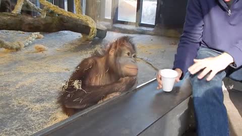 Monkey eat coffee in this video