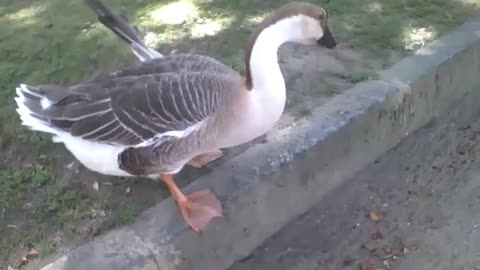 Cisne desiste de comer após ser filmado no parque, e vai embora [Nature & Animals]