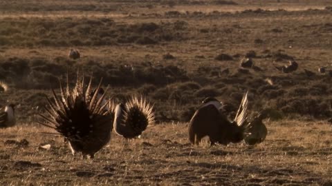 Body-popping sage grouse - Nature's Greatest Dancers_ Episode 1 Preview