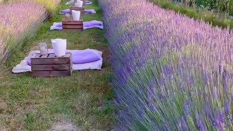 Beautiful Lavender fields at Vilano Hills in Italy #Share💎