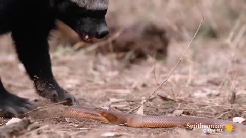 Snake Vs Honey Badger Fight To Death