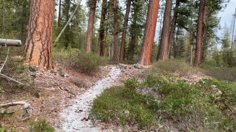 Ponderosa Pine Path – Central Oregon – Edison Sno-Park