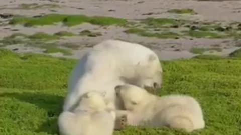 Bear rooming in the field