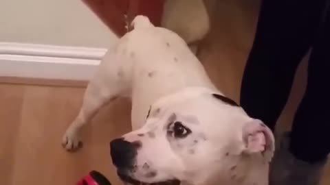 Such a talented dog hhhhh Funny DOG SINGING ...