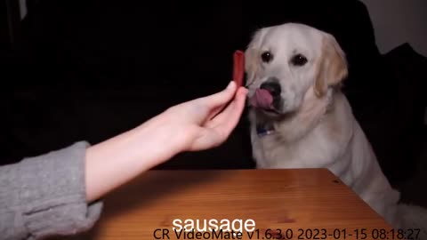 ASMR Dog Reviewing Different Types of Food #3