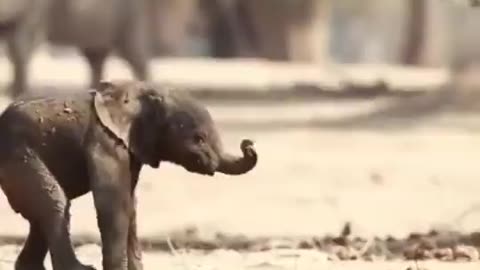 Elephant First steps of a baby elephant
