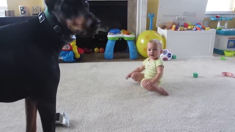 Doberman playing with Baby