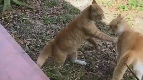 World most funniest cats video