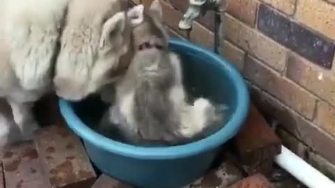 Two dogs who like water, one for drinking and one for bathing