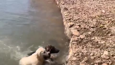 The dog saved the drowning dog #shorts #shortvideo #video #virals #videoviral