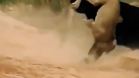 OMG 😱 An ANGRY Buffalo kills a Hangry Lion