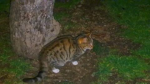 Cute kitten climbing a tree (Night shot)