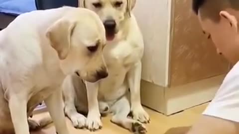 Dog playing his owner funny short