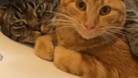 Two Cute Cats Cuddle