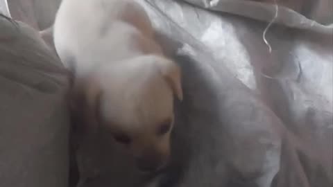 Shy but Sweet: See This Puppy's Adorable Reactions to Being Filmed #cute #shyness #cute #sweet