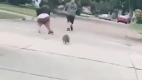 Raccoon chase lady🏃‍♀🦝 😂😂|| Funny Video || Follow for more