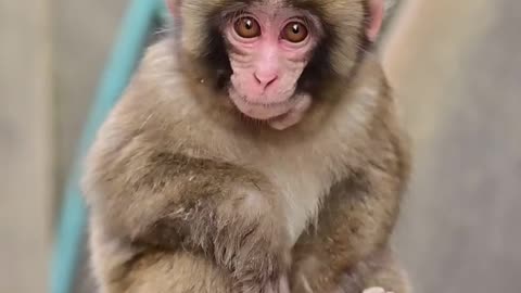 Cute Monkey Sitting & watching desperate