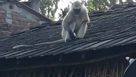 Funny Monkey on the roof