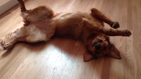 Golden Retriever "freezes up" in protest