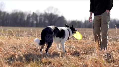 Cute Dog Play with Cute Boys