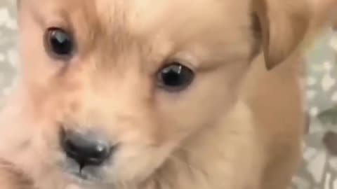Baby dog cute puppy barking