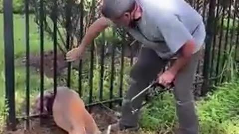 Kind man rescuing a deer trapped in his fence