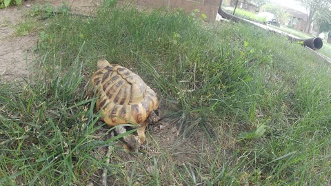 Tordy The Tortoise