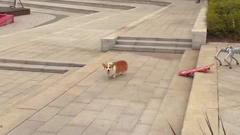 Very beautiful funny puppy