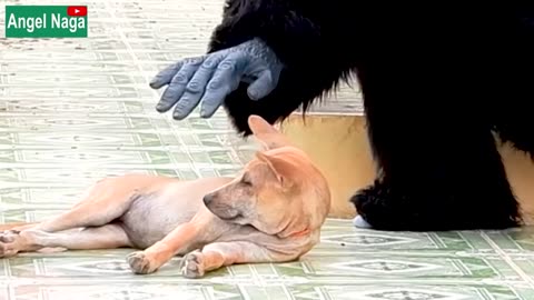 [ Best Prank ] Fake Gorilla prank Dogs Make F Dogs - Super Funny