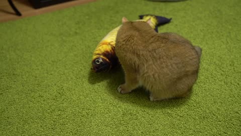 Hosico and big fish