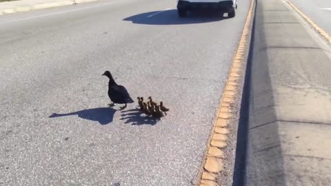 Ducklings cross road