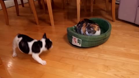 Puppy Attempts To Take Back Cat's Bed