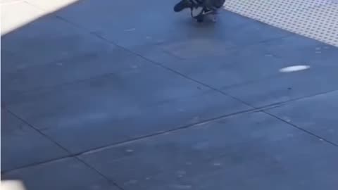 Don’t mess with pigeon mafia