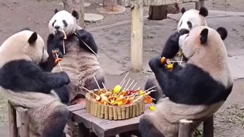 Panda Picnic