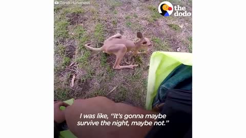 Guy On Motorcycle Saves A Baby Kangaroo | The Dodo