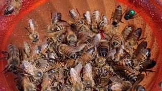 A Swarm of Bees Took Over My Oriole Jelly Feeder