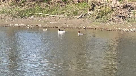 American mergansers Humber river Toronto