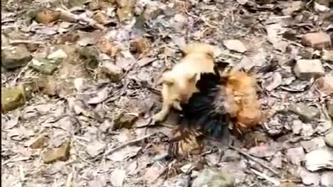 A puppy vs kfc