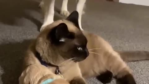 Cat comforts crying puppy while mom takes a break