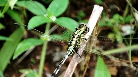 dragonfly