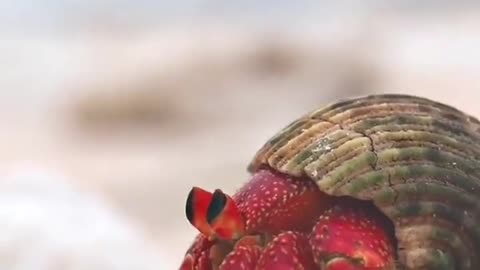 A strawberry hermit crab red crustacean on a sandy beach in the Southern Great Barrier Reef