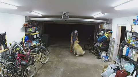 Bicycle thief pauses to show affection to family pet