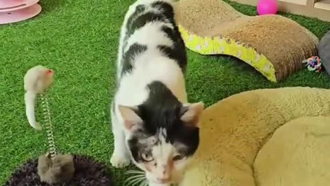 Just unbelieveble, mother cat brought kitten to a man