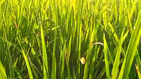 Rice Field